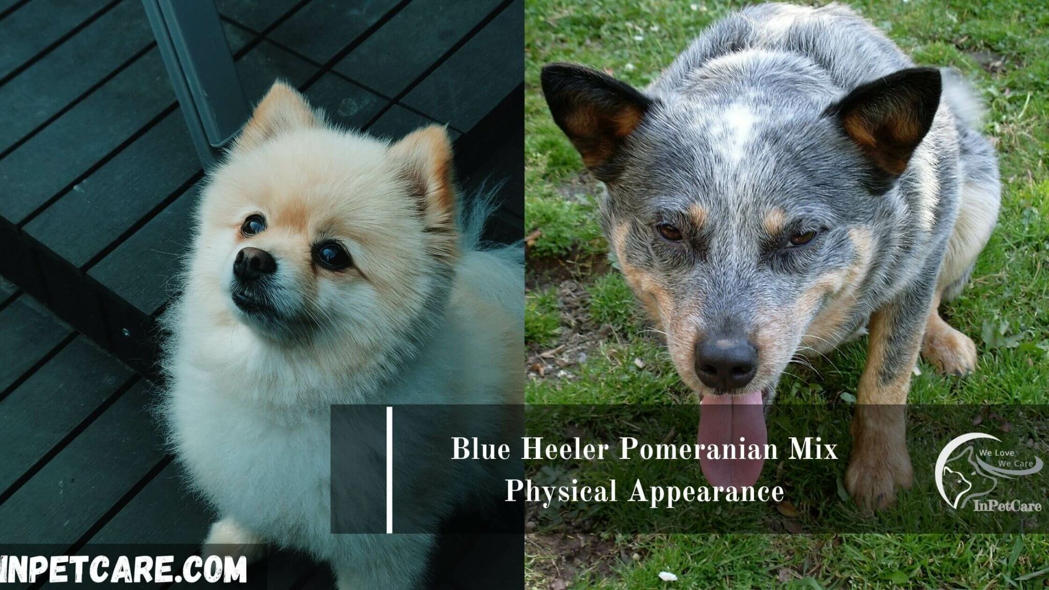 Blue Heeler Pomeranian Mix: A Complete Guide (With Pictures)