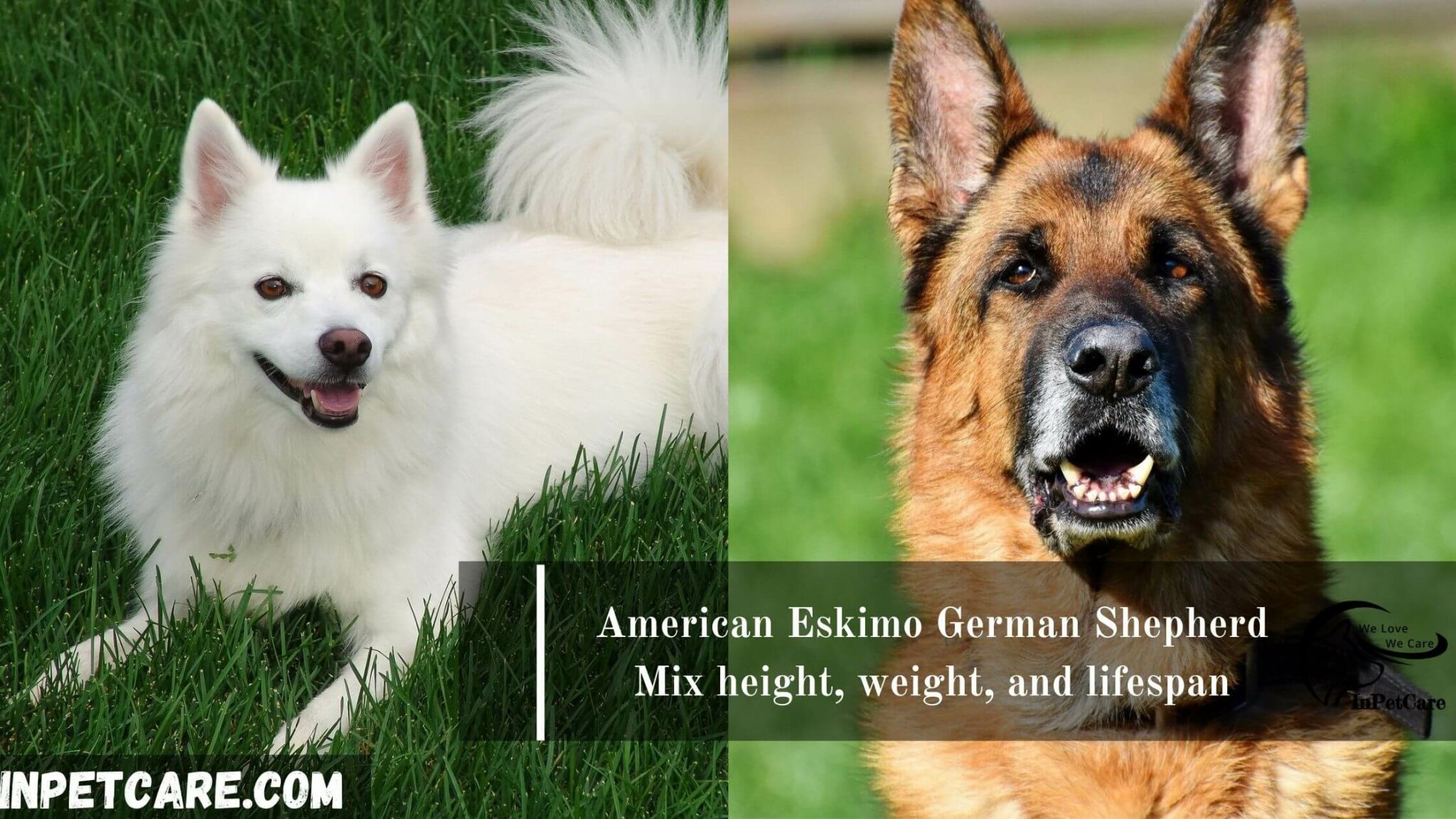 American Eskimo German Shepherd Mix: A Complete Guide