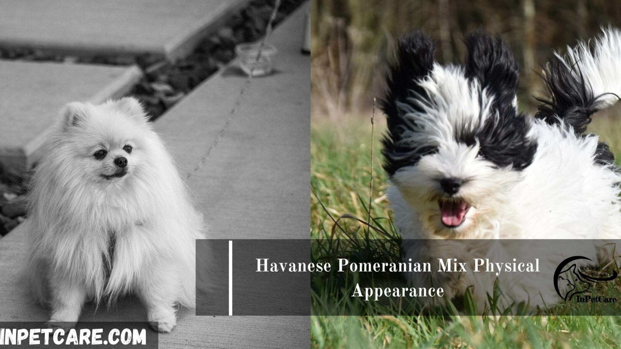 Havanese Pomeranian Mix: Pictures, Cost To Buy & More