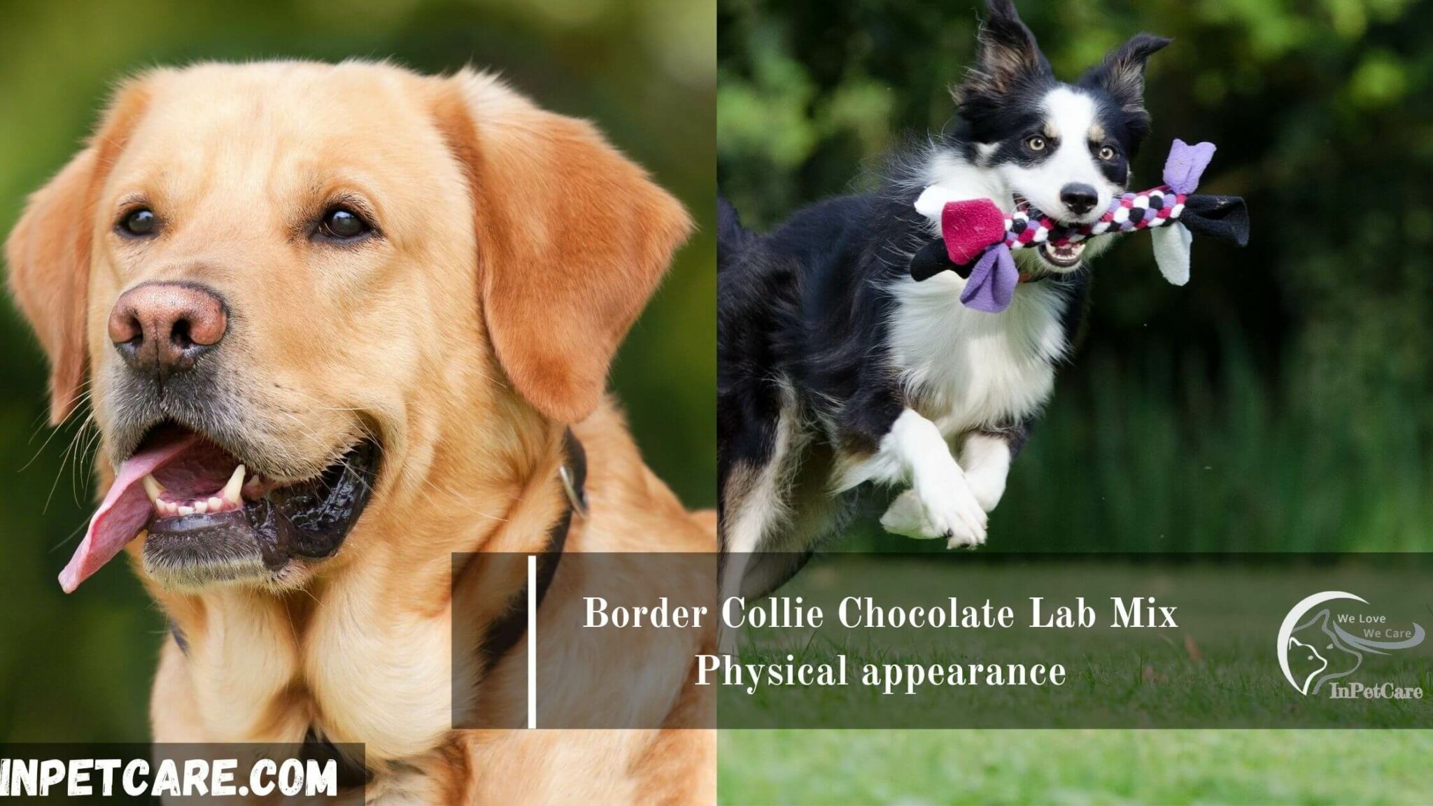 Border Collie Chocolate Lab Mix Complete Guide With Photos 1005