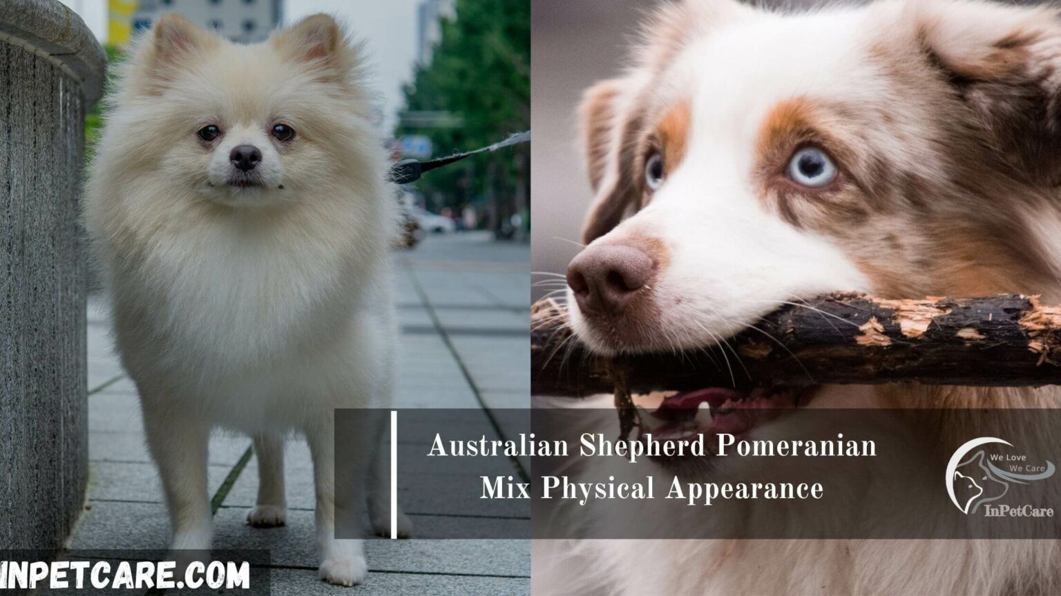 Australian Shepherd Pomeranian Mix: Pictures, Cost To Buy ...