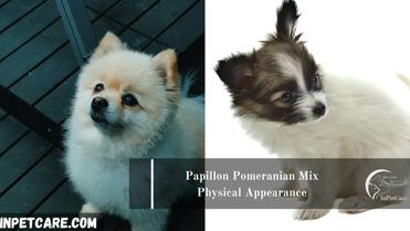Papillon Pomeranian Mix: A Paperanian Guide (With Pictures)