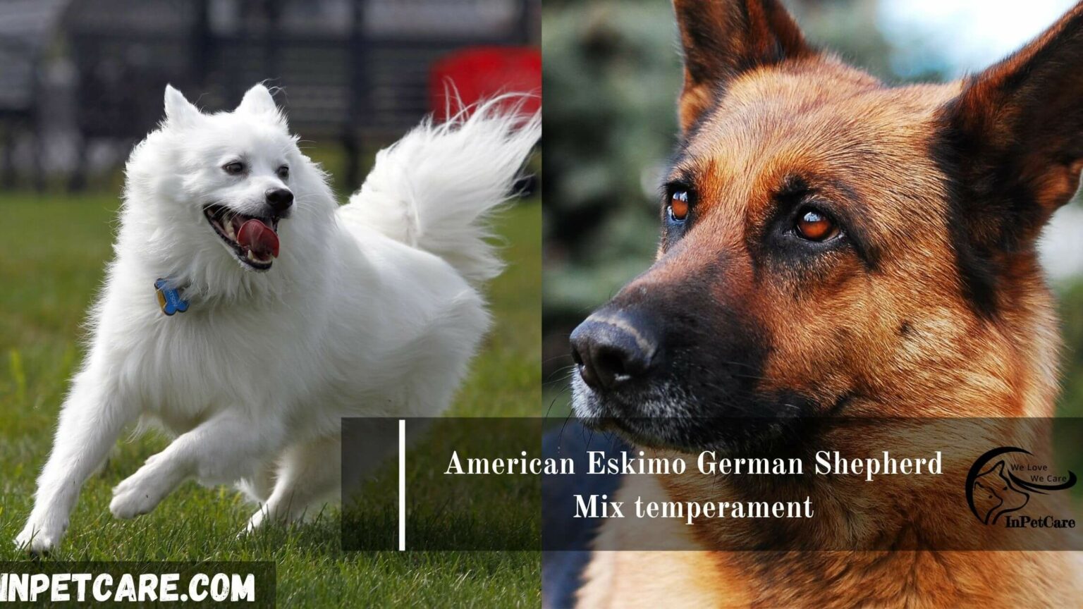 American Eskimo German Shepherd Mix: A Complete Guide