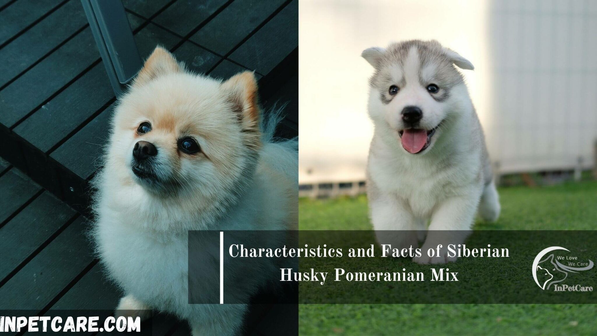 Siberian Husky Pomeranian Mix (Pomsky): Full Guide + Photos