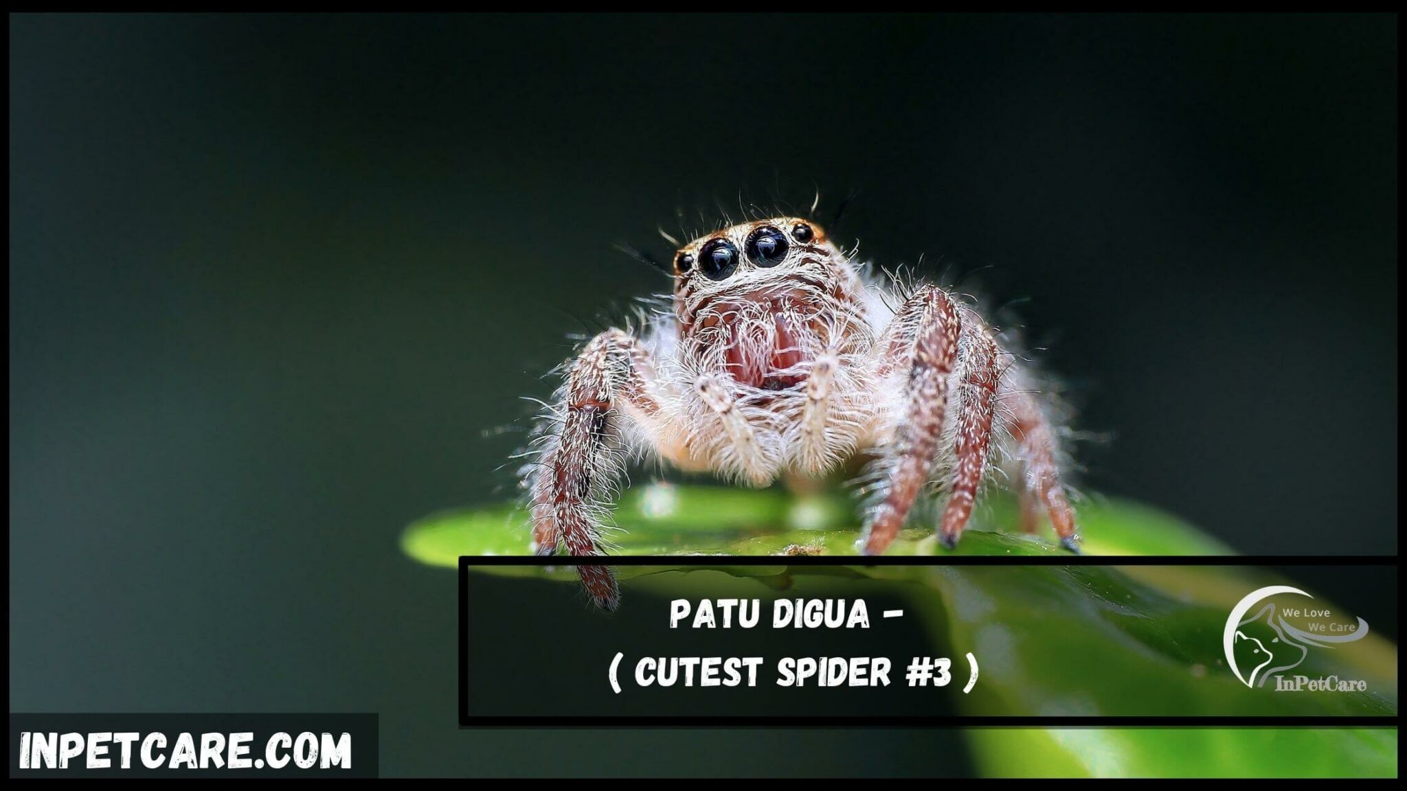 9-cutest-spider-species-with-pictures-inpetcare