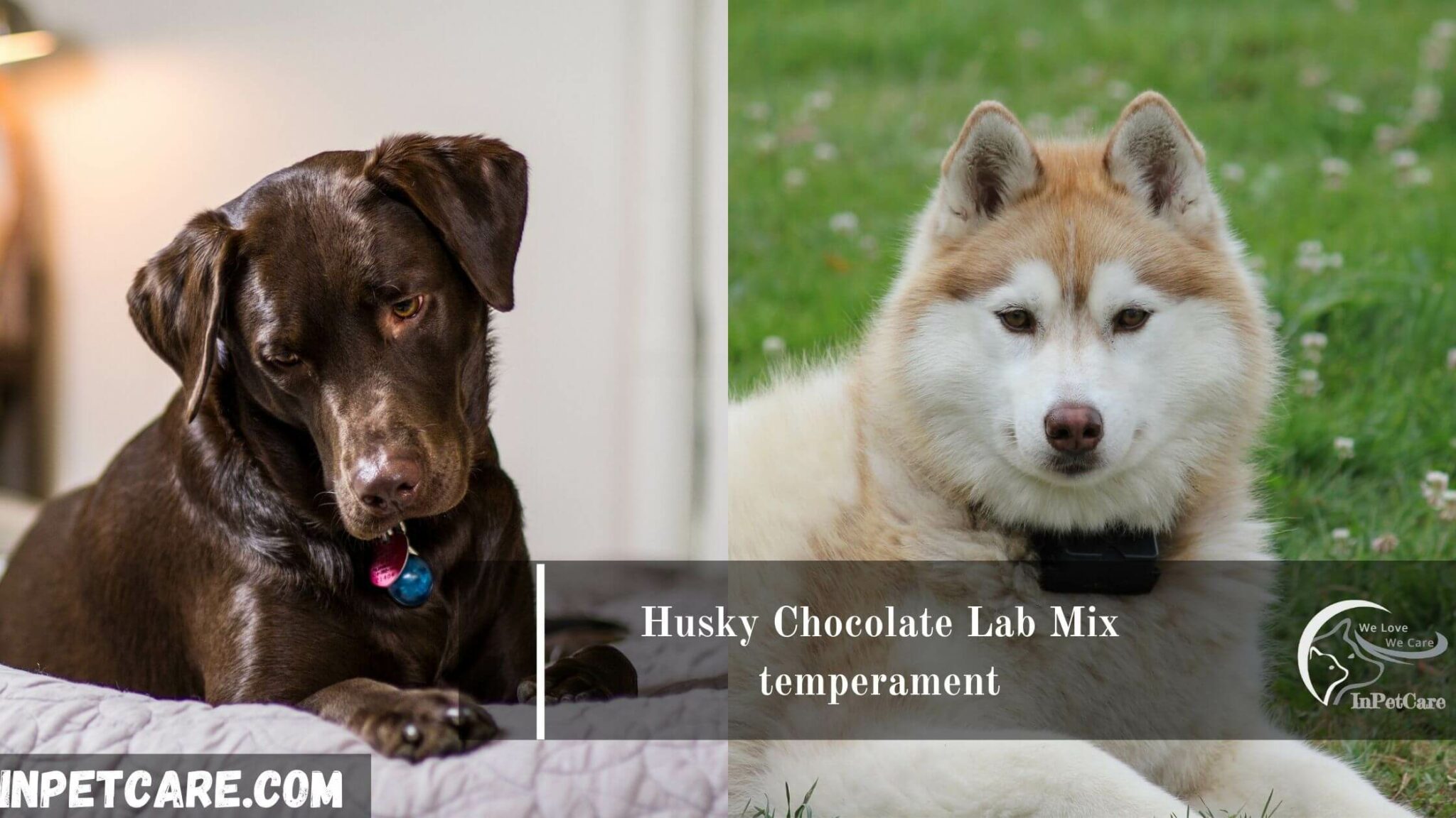 Husky Chocolate Lab Mix: 2023 Guide With Photos