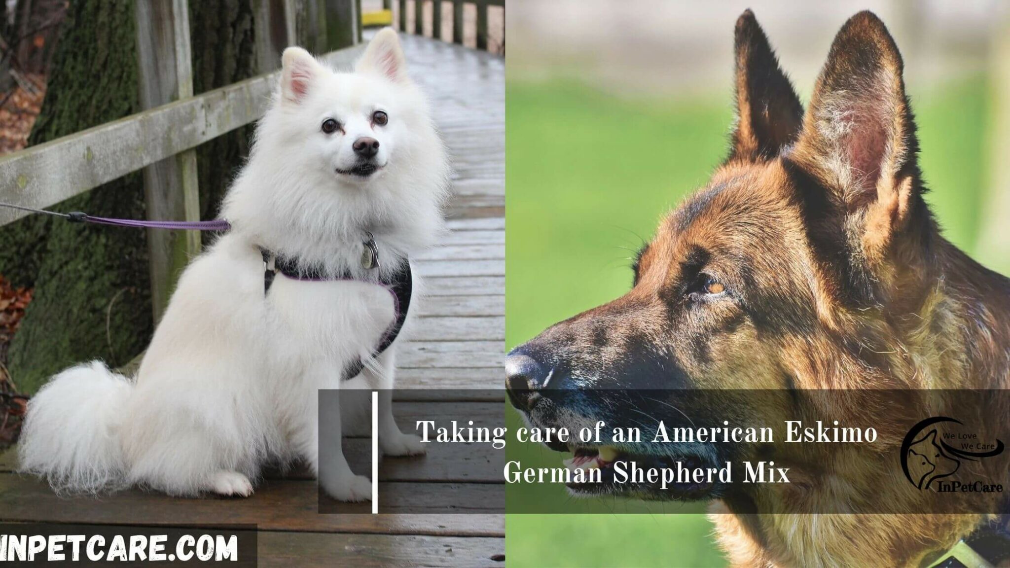 American Eskimo German Shepherd Mix: A Complete Guide