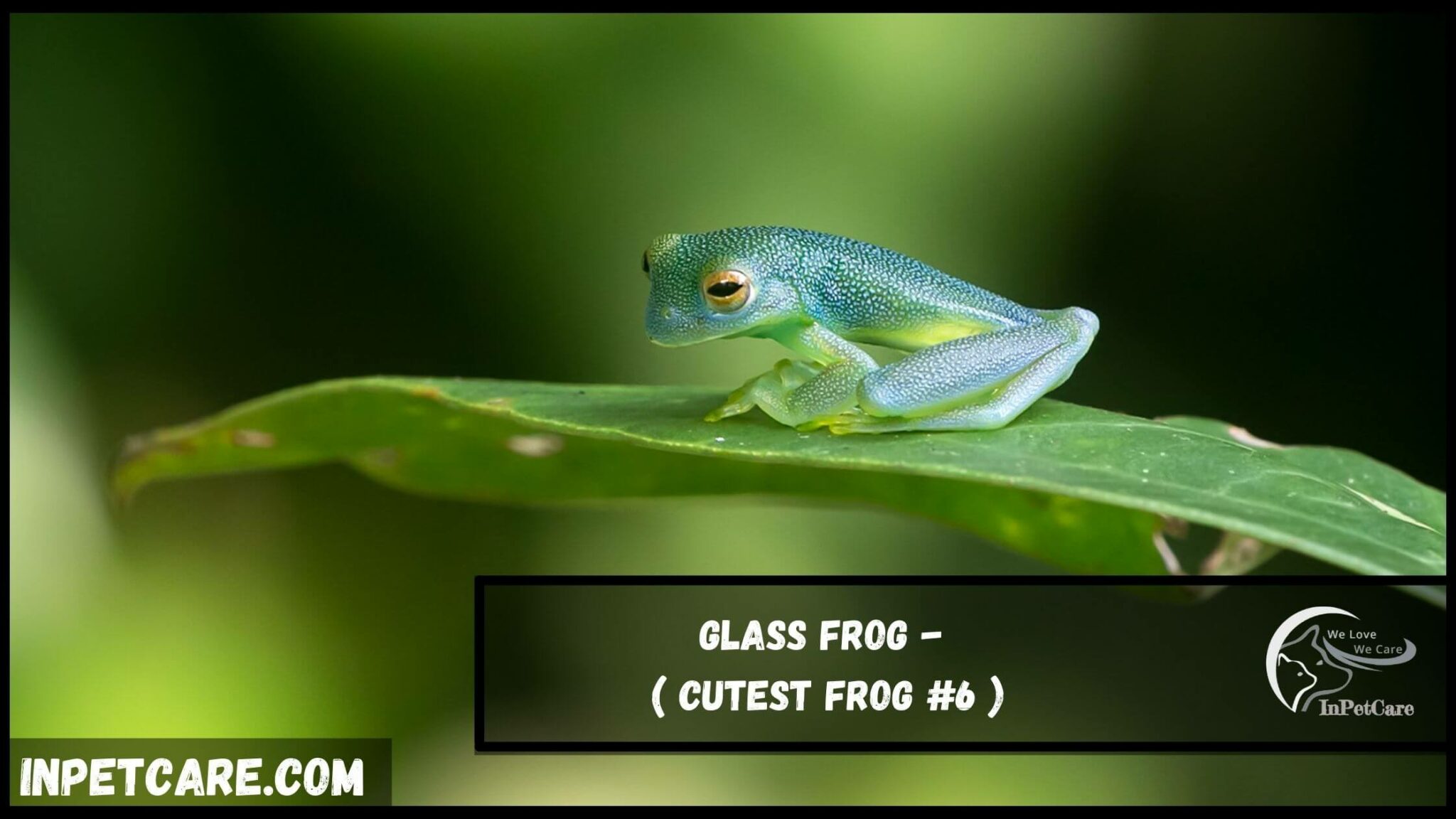 9 Cutest Frog Species With Pictures