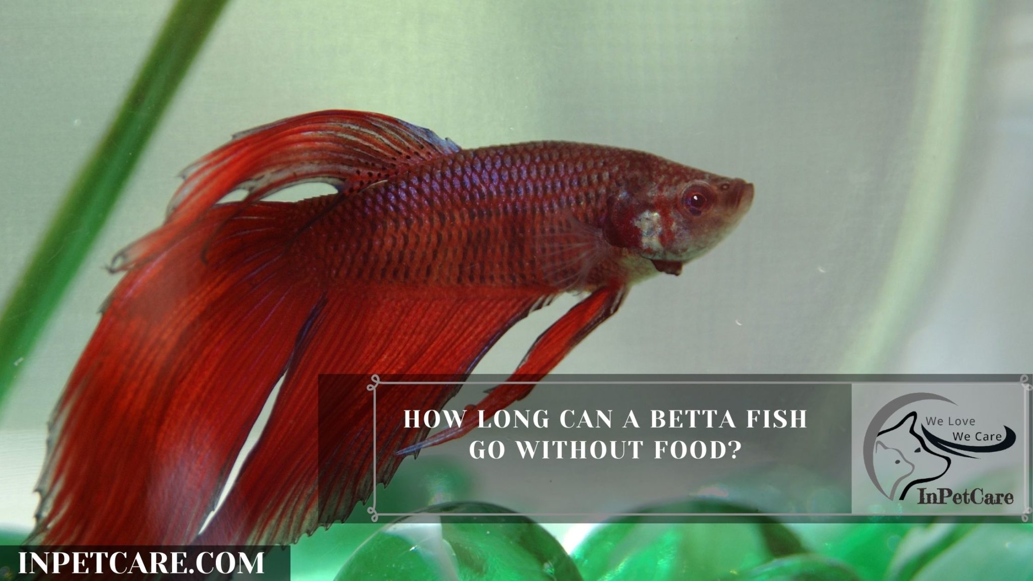 How Long Can A Betta Fish Go Without Food?