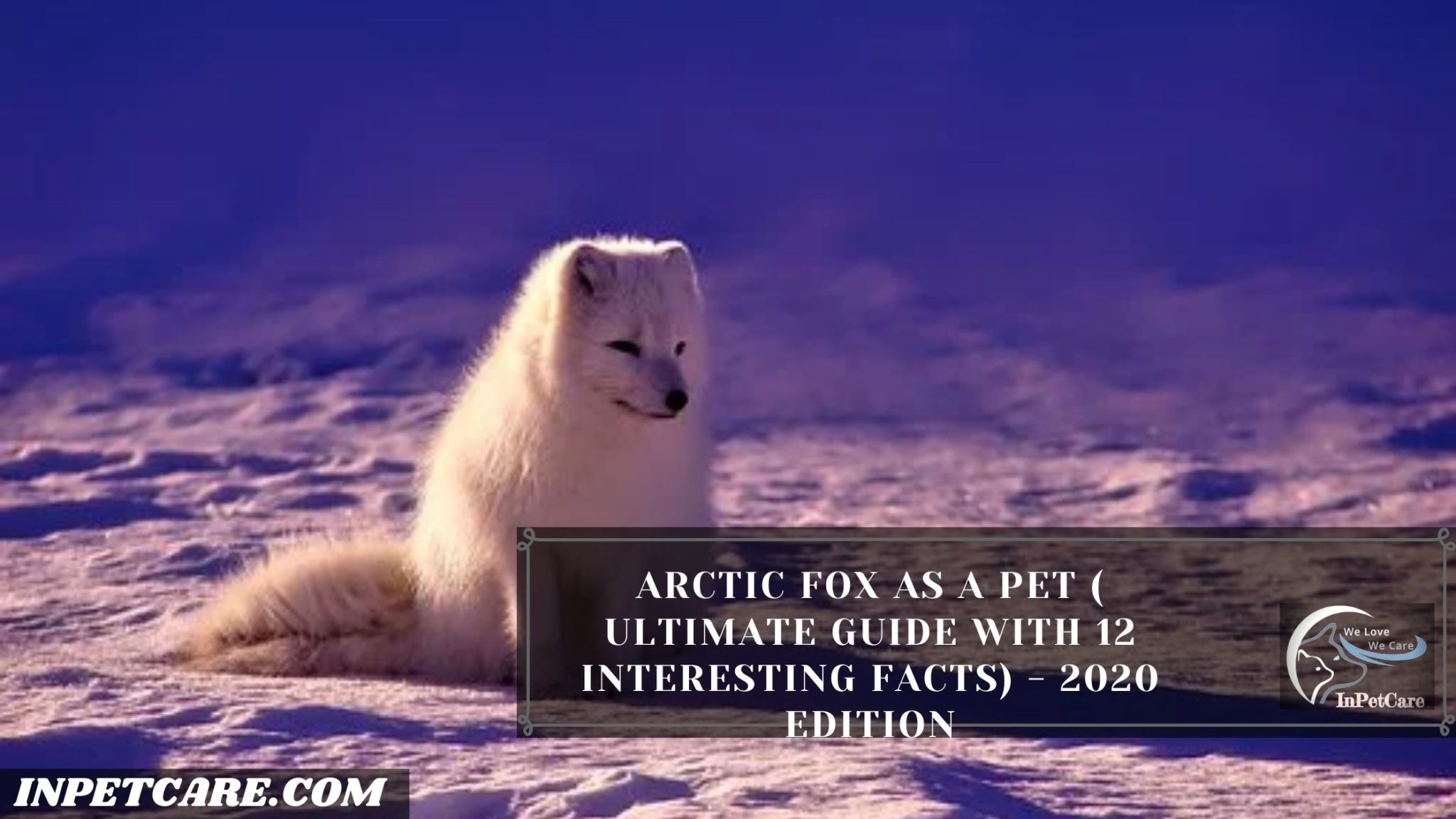 Arctic Fox As A Pet: A Complete Guide (With Pictures)