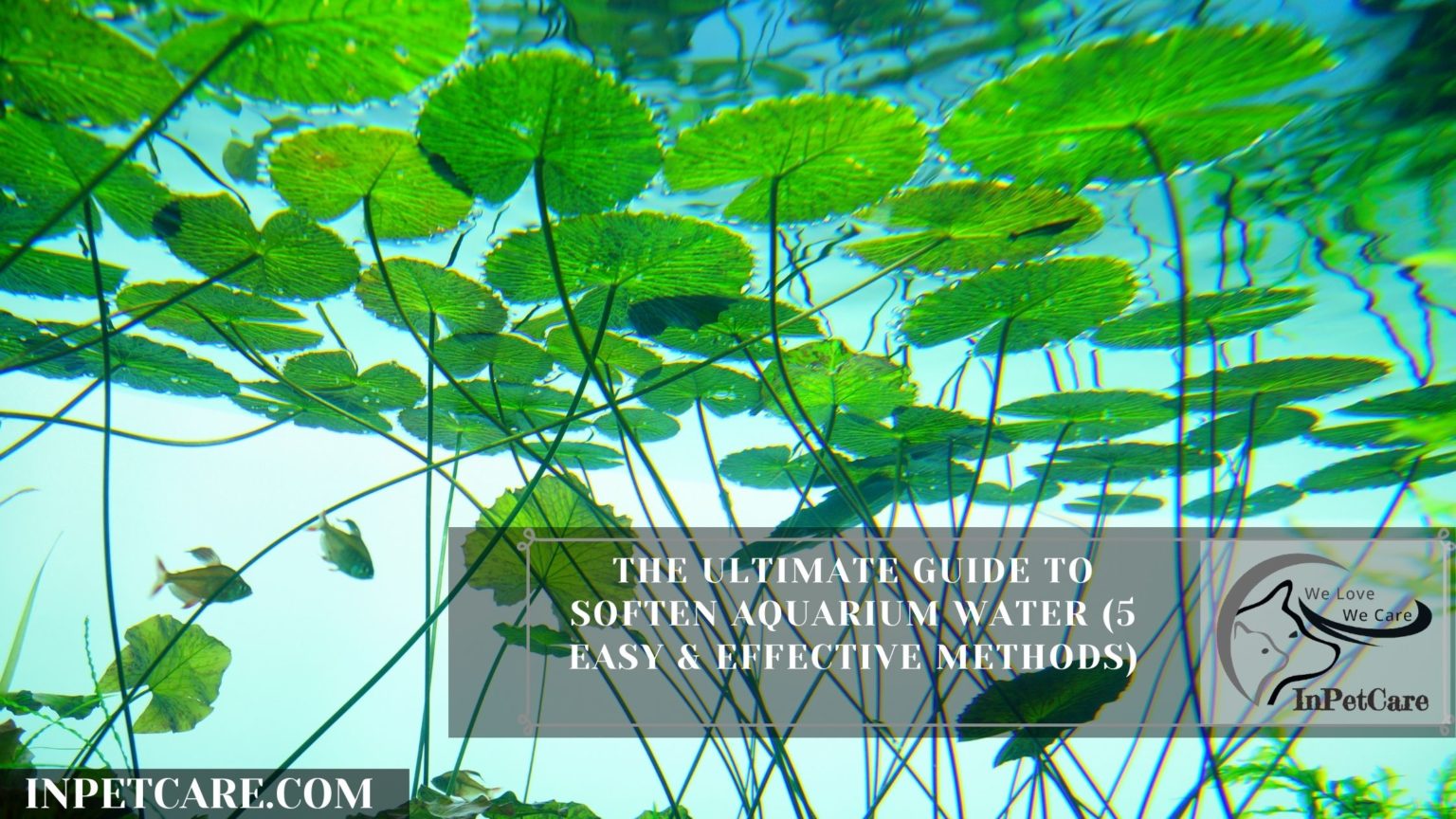 How To Soften Aquarium Water (5 Easy & Effective Methods)