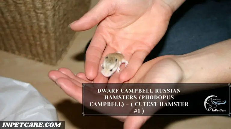 Cutest Hamster Breed In The World With Pictures