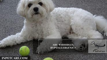 are mini whoodles hypoallergenic