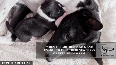 can you touch a newborn puppy