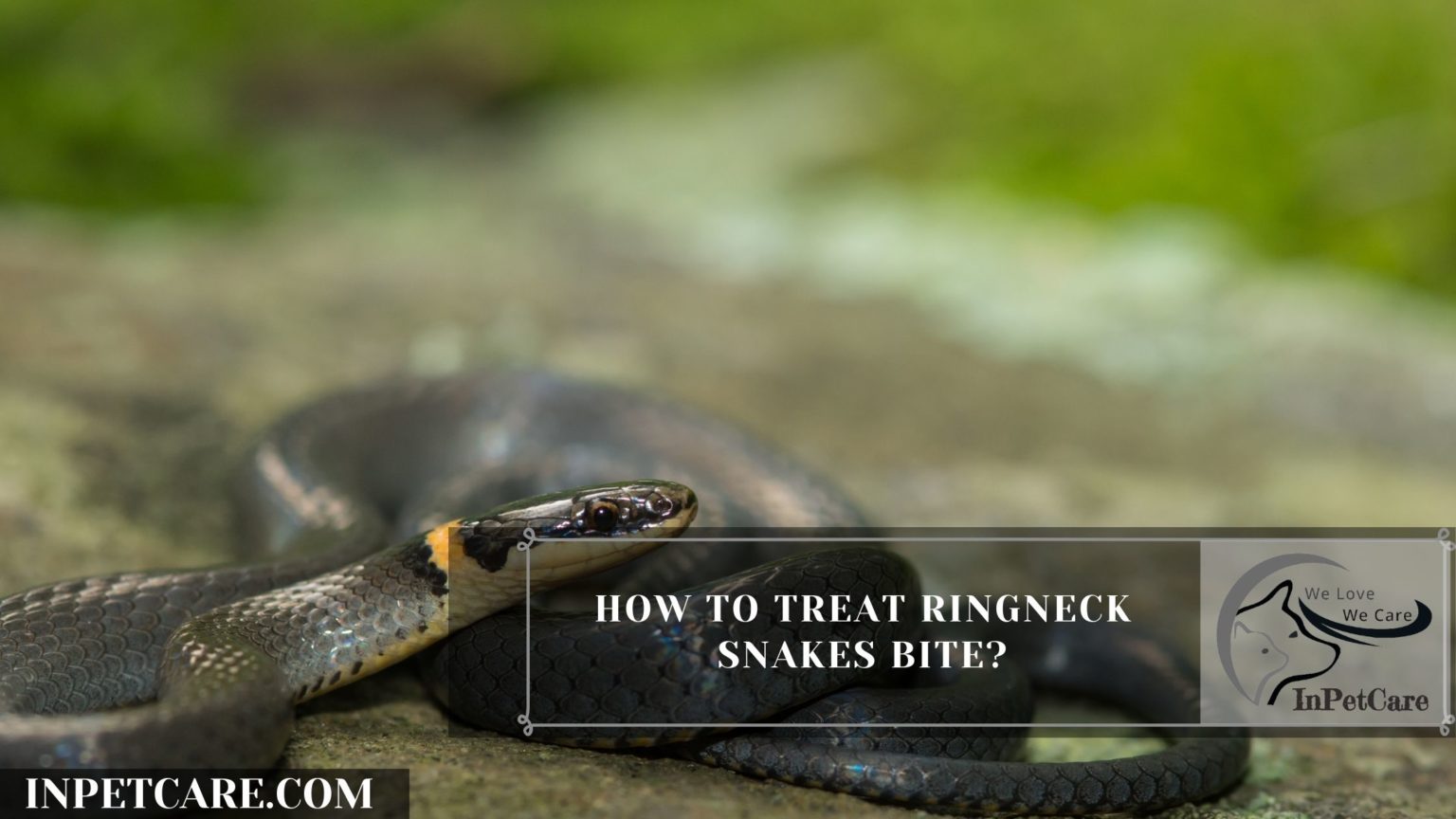 Are Ringneck Snakes Poisonous? » In Pet Care