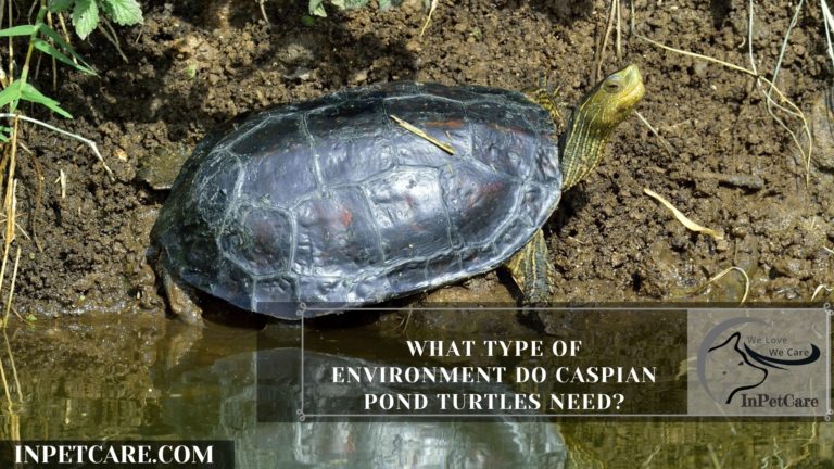 Caspian Pond Turtle As A Pet: A Complete Guide (+Pictures)