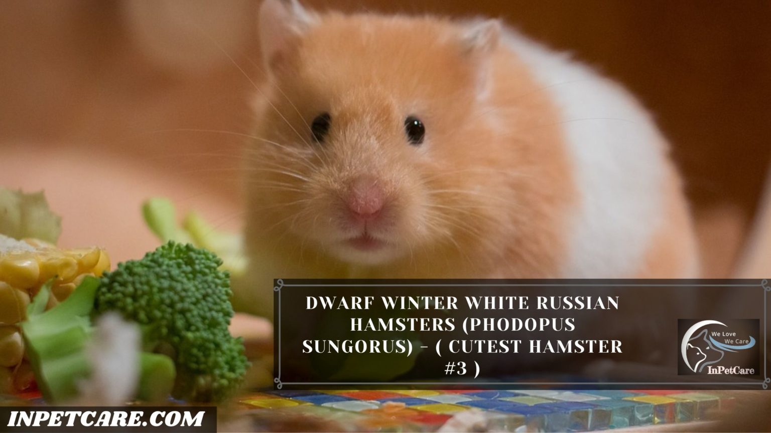 Cutest Hamster Breed In The World With Pictures