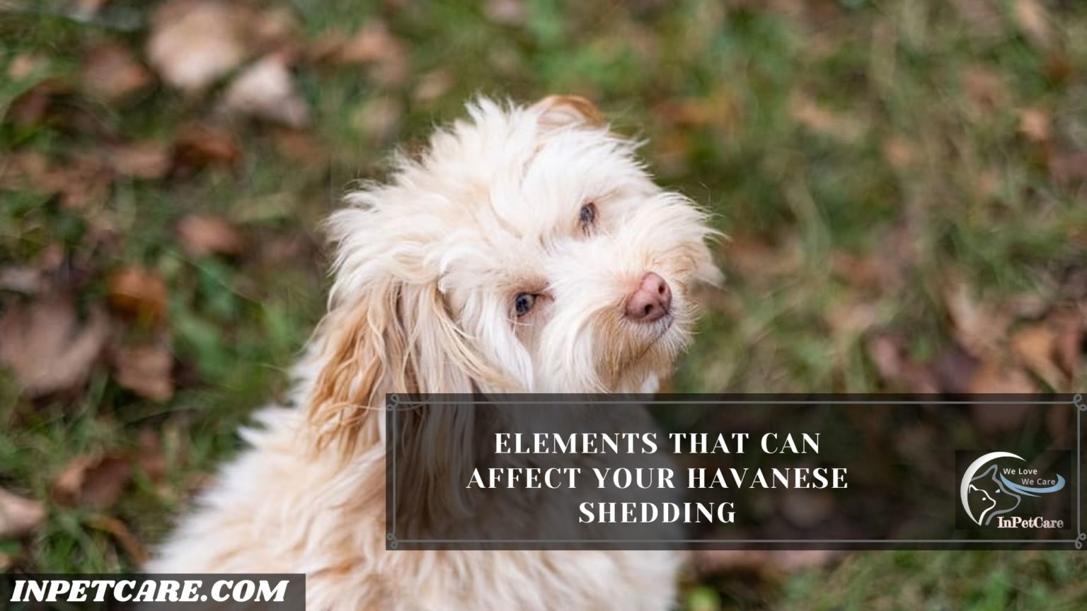 Do Havanese Shed Tips To Control Shedding In Pet Care