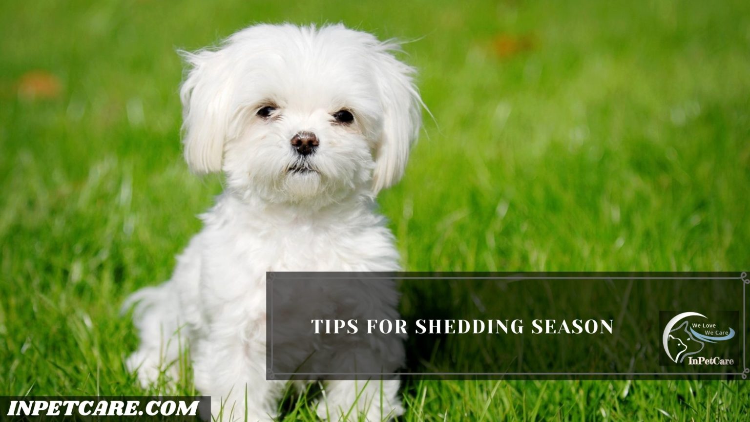 Do Maltese Shed? Tips To Control Shedding » In Pet Care