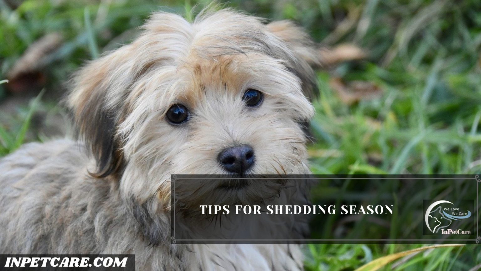 Do Havanese Shed? Tips To Control Shedding » IN PET CARE