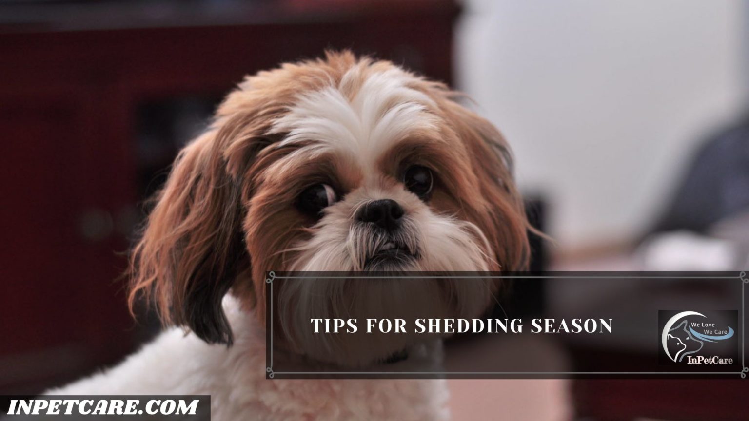 Do Shih Tzus Shed? Tips To Control Shedding | InPetCare