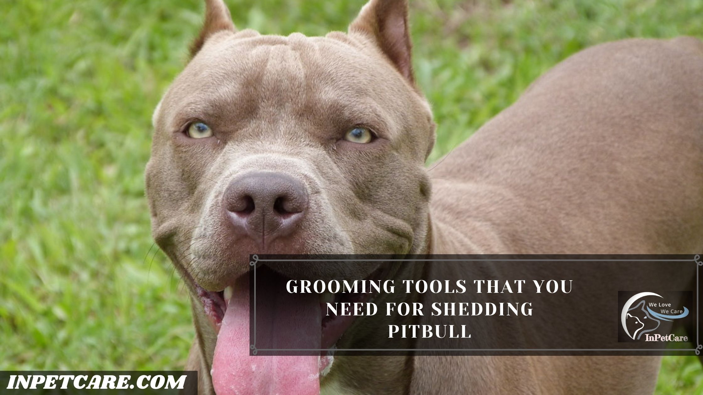 Do Pitbulls Shed? (9 Tips To Control Its Shedding)