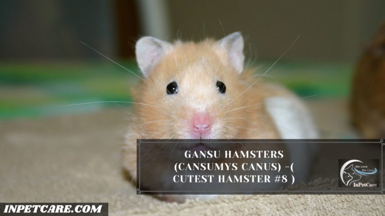 Cutest Hamster Breed In The World With Pictures