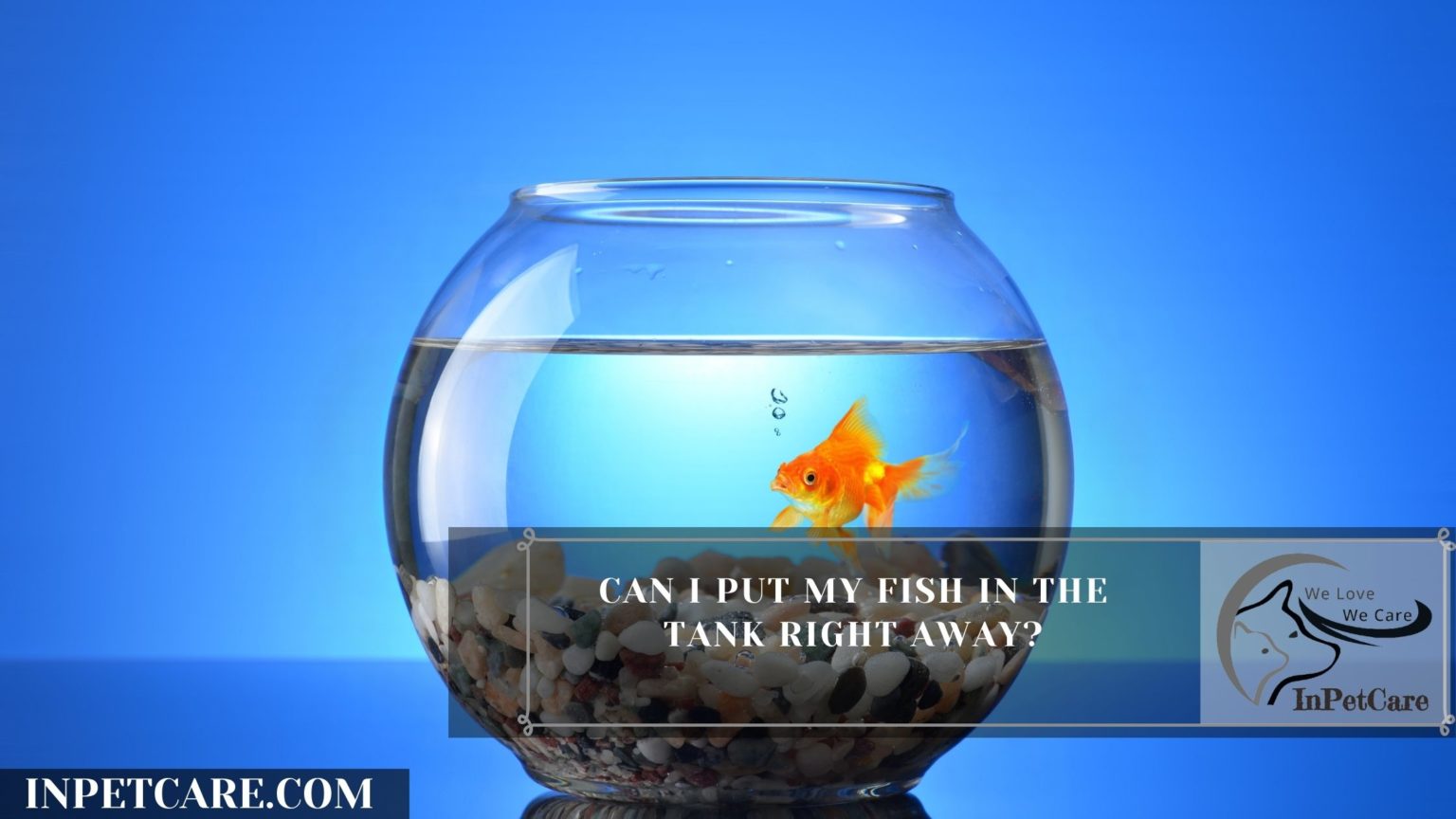 Can I Put My Fish In The Tank Right Away? » 12 Hours Rule