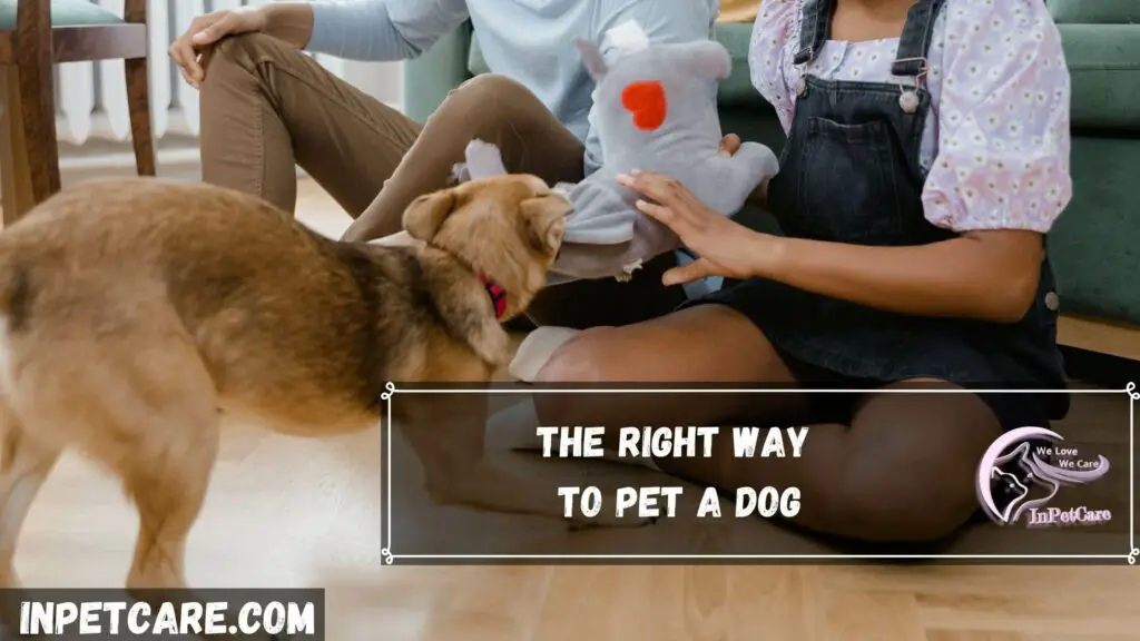 The right way to pet a dog