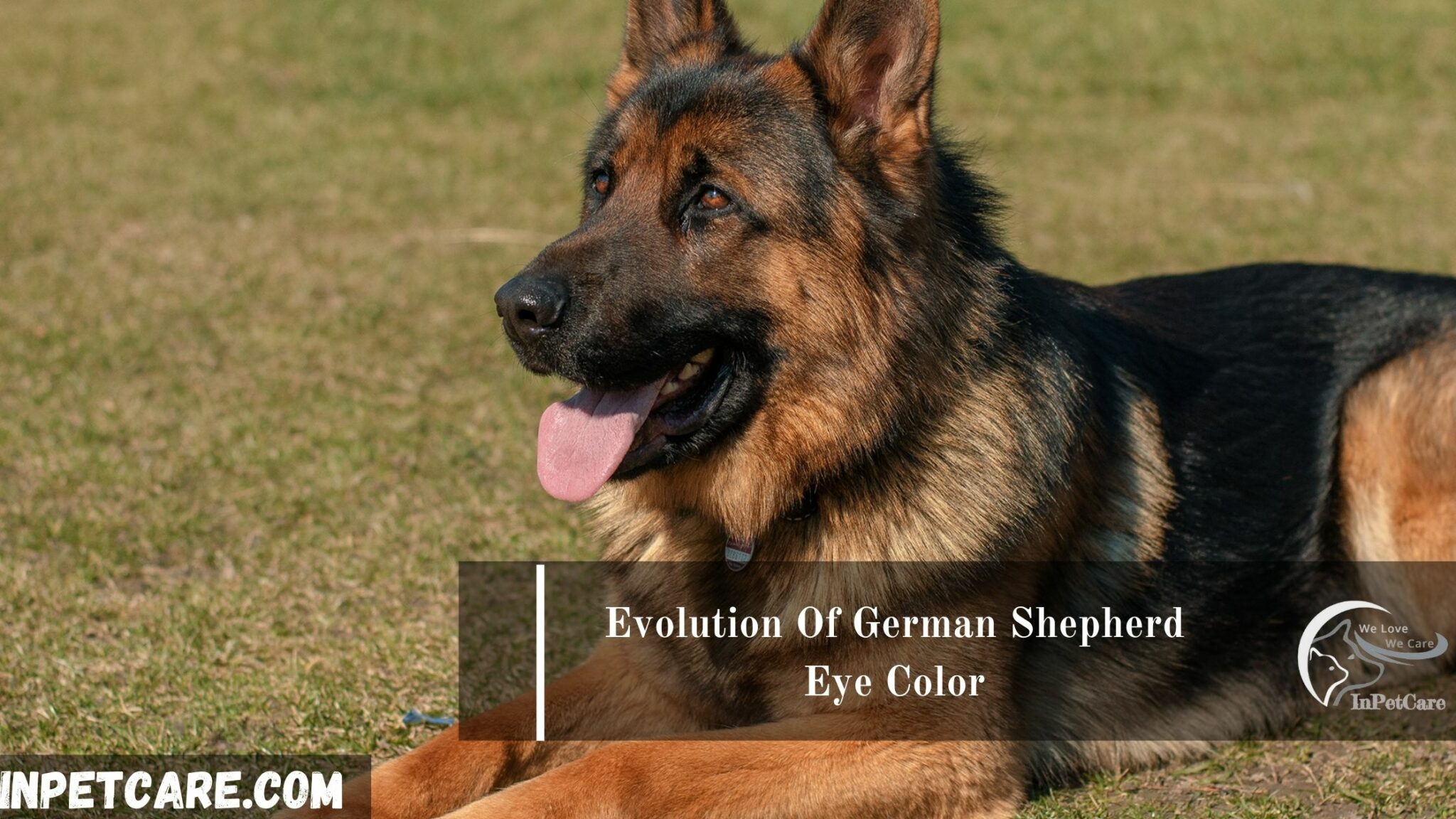 do-german-shepherds-have-blue-eyes-or-green-eyes