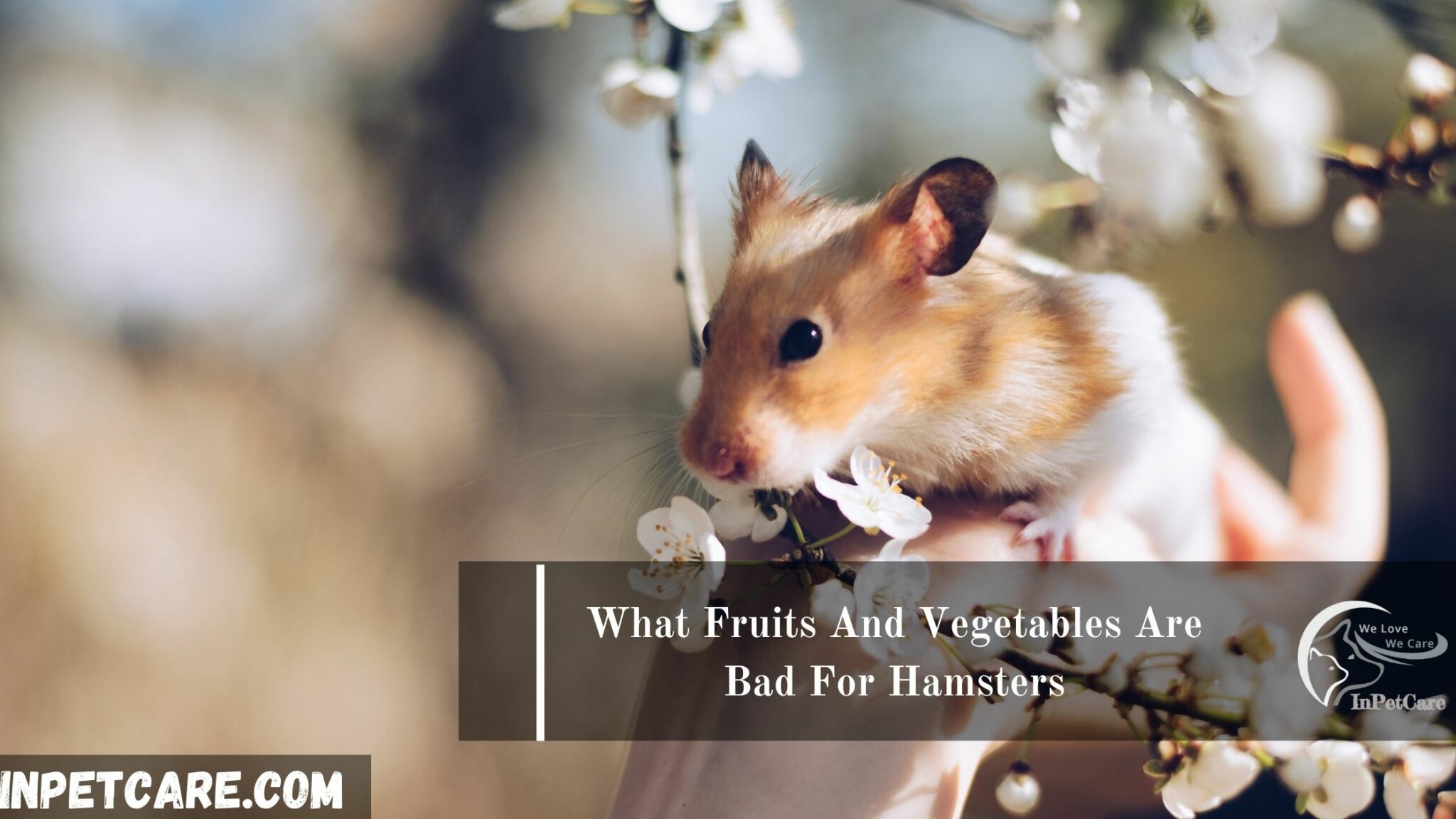 What Can Syrian Hamsters Eat? [Safe Food List]