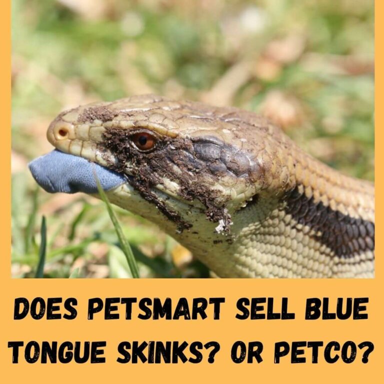 Does Petsmart Sell Blue Tongue Skinks? Or Petco? 2022 Price