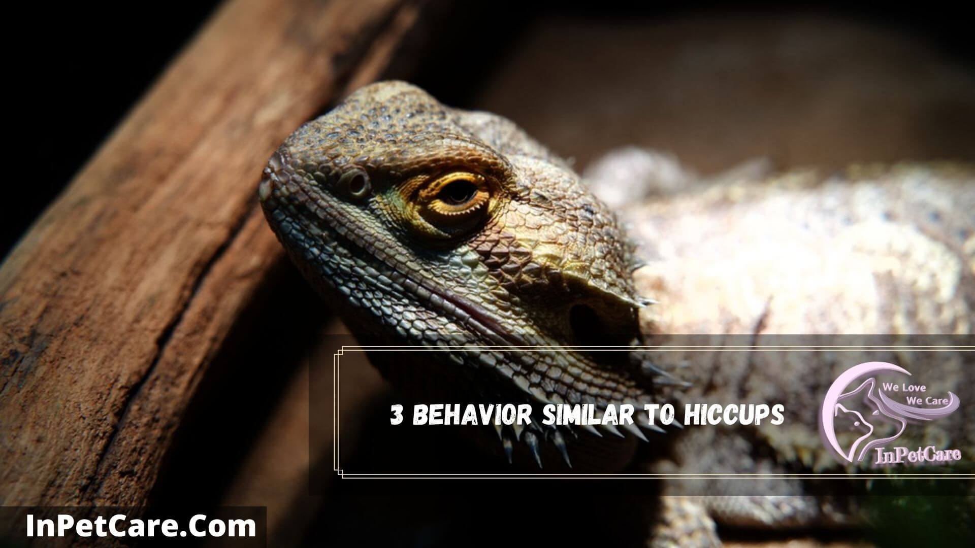 Bearded Dragon Hiccups: 3 Reasons+ 4 Solutions