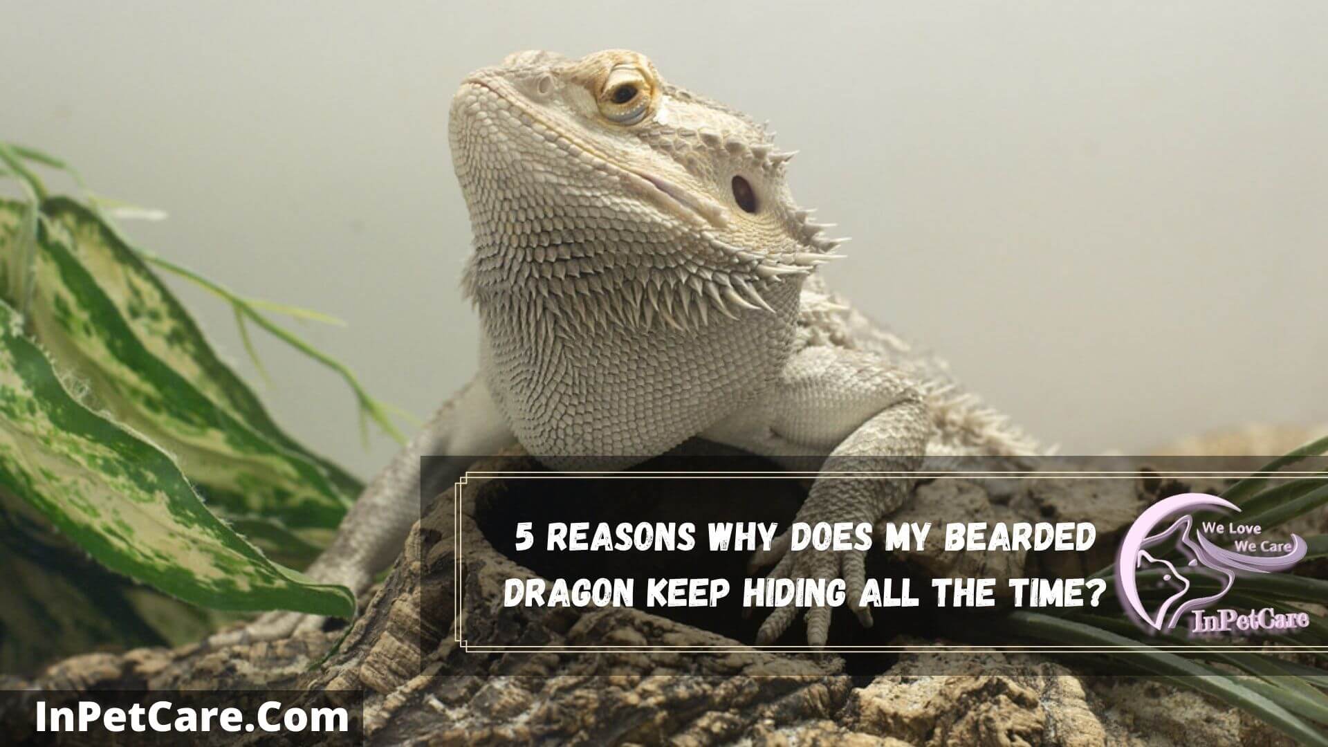 Why Does My Bearded Dragon Keep Hiding? 4 Reasons Why+5 Tips