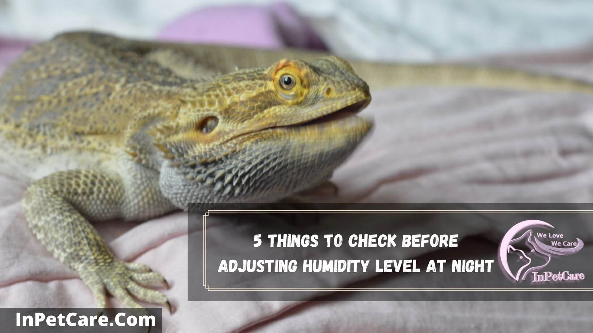 Here's Why Bearded Dragon Humidity 70 At Night?