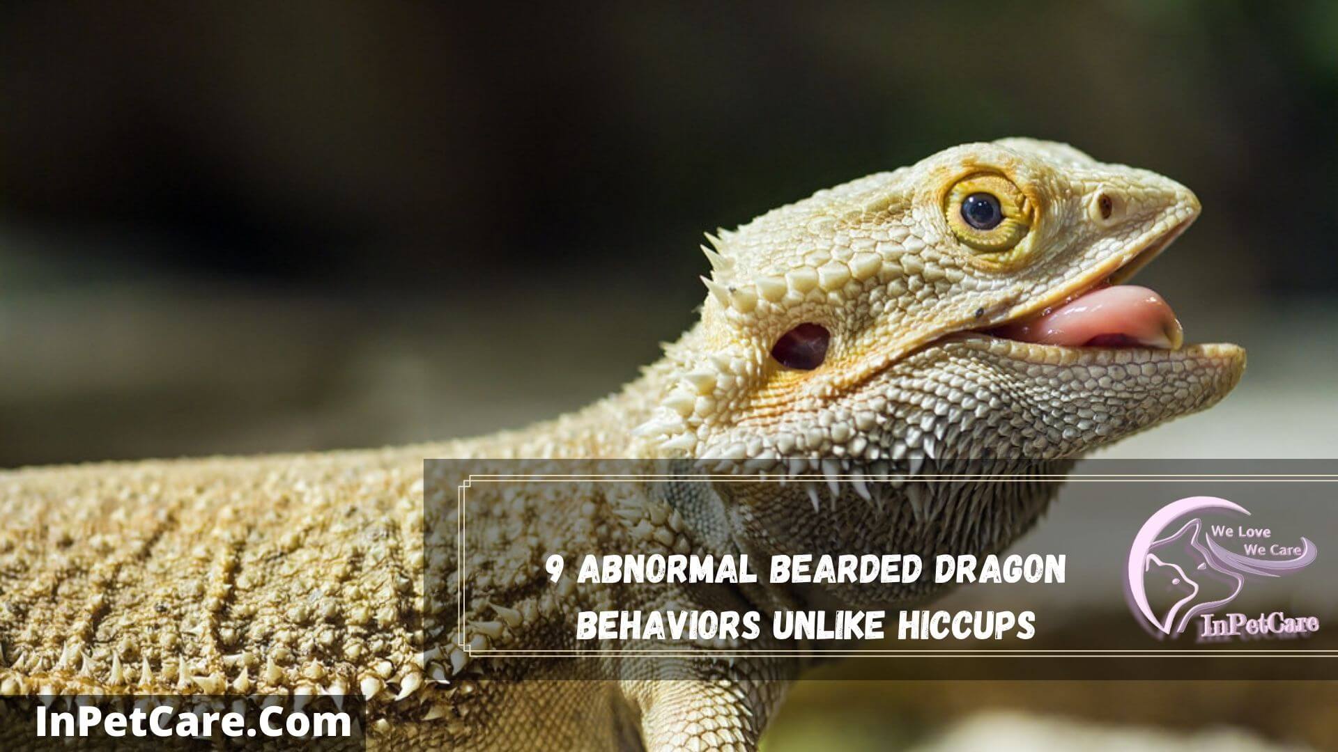 Bearded Dragon Hiccups: 3 Reasons+ 4 Solutions