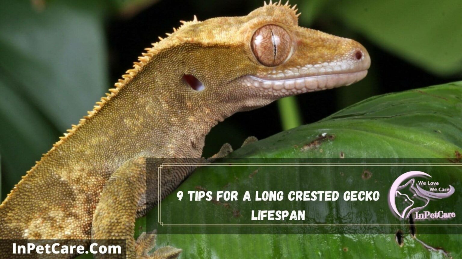 How Long Do Crested Geckos Live In Captivity And Wild? 7 Reasons