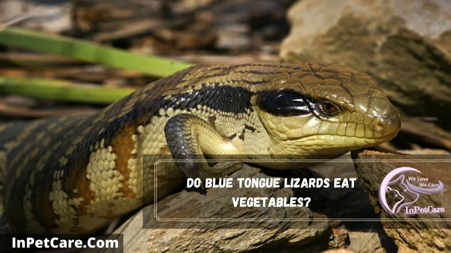 What Vegetables Can Blue Tongue Skinks Eat? 10 Safe Ones
