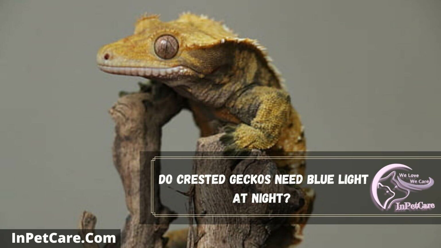 Do Crested Geckos Need UVB Light? (2022 Guide)