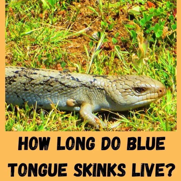 How Long Do Blue Tongue Skinks Live? (2023 Guide)