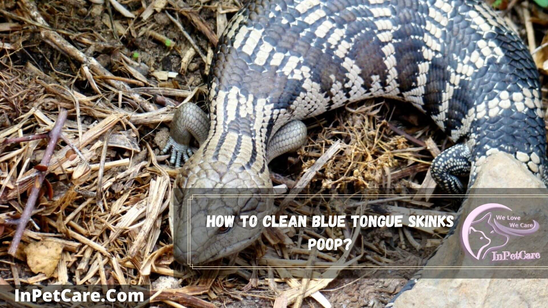 Does a Blue Tongue Skink Poop a Lot - Coleman Trage1991