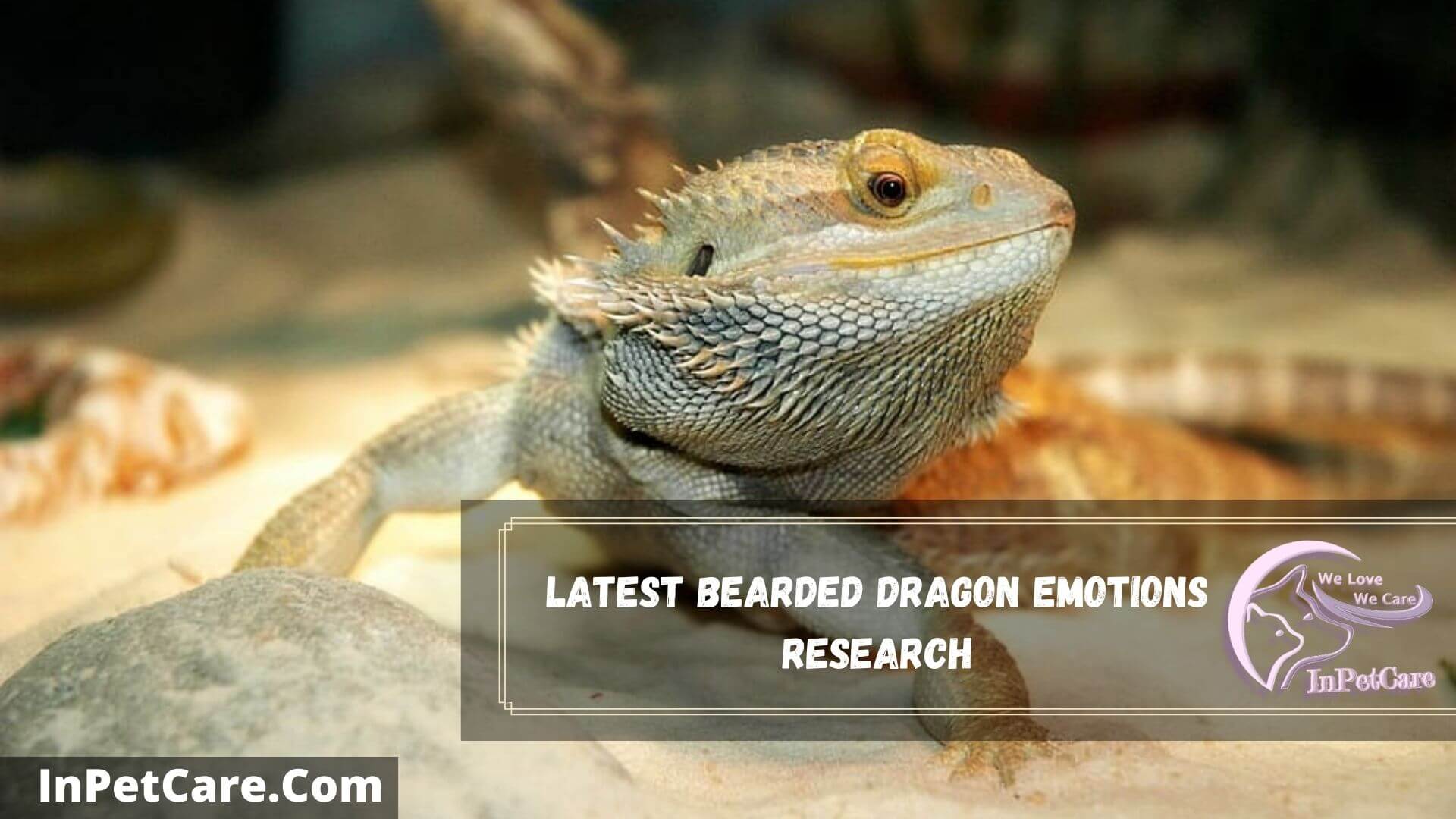 do-bearded-dragons-have-feelings-2022-guide