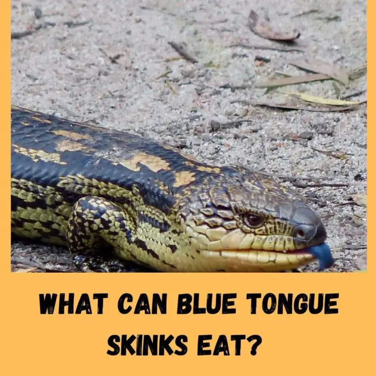 What Can Blue Tongue Skinks Eat?+10 Safe Foods