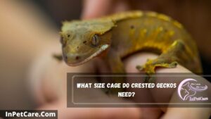 What Size Cage Do Crested Geckos Need? (2022 Review)