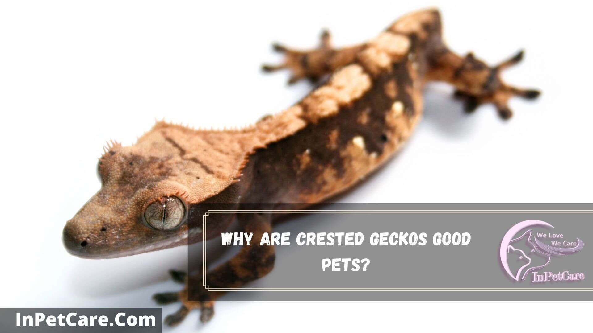 Are Crested Geckos Good Pets? 5 Reasons Why?