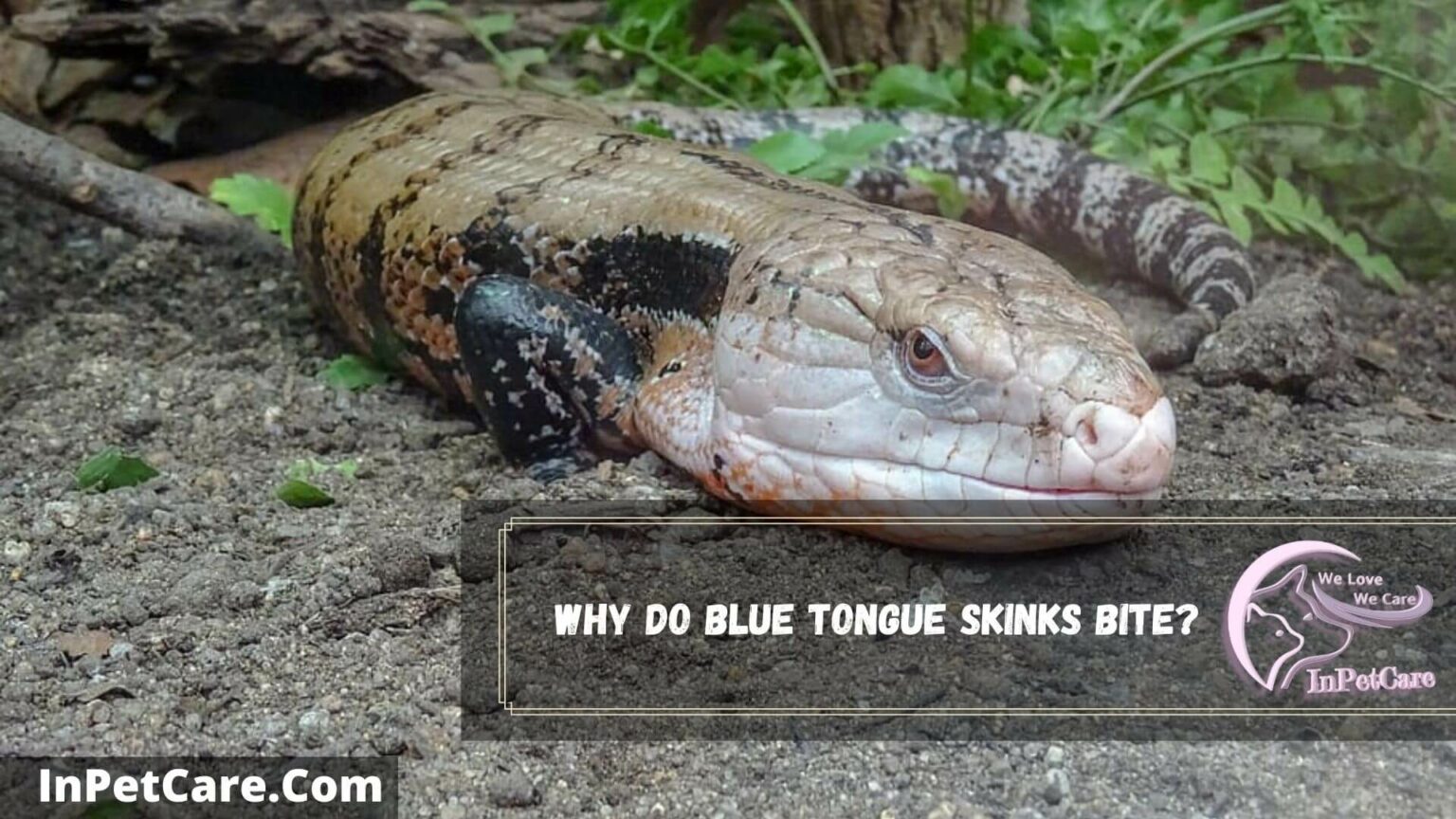 Do Blue Tongue Skinks Bite? 6 Dangers + 3 Safety Tips