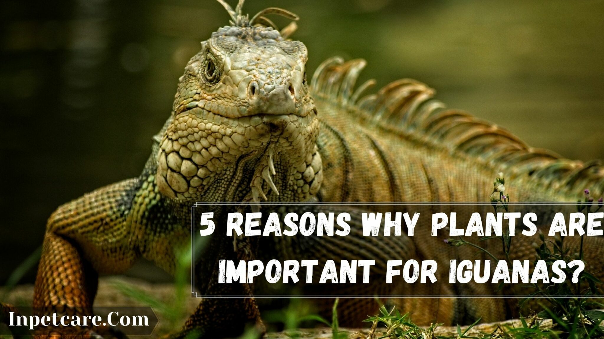 7 Safe Plants For Iguana Enclosure