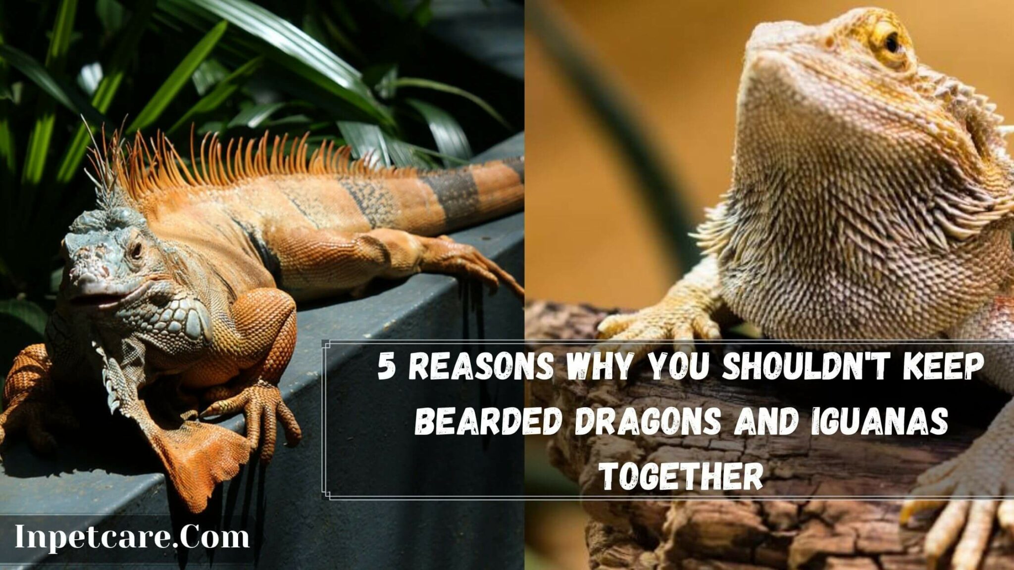 Can Bearded Dragons And Iguanas Live Together?