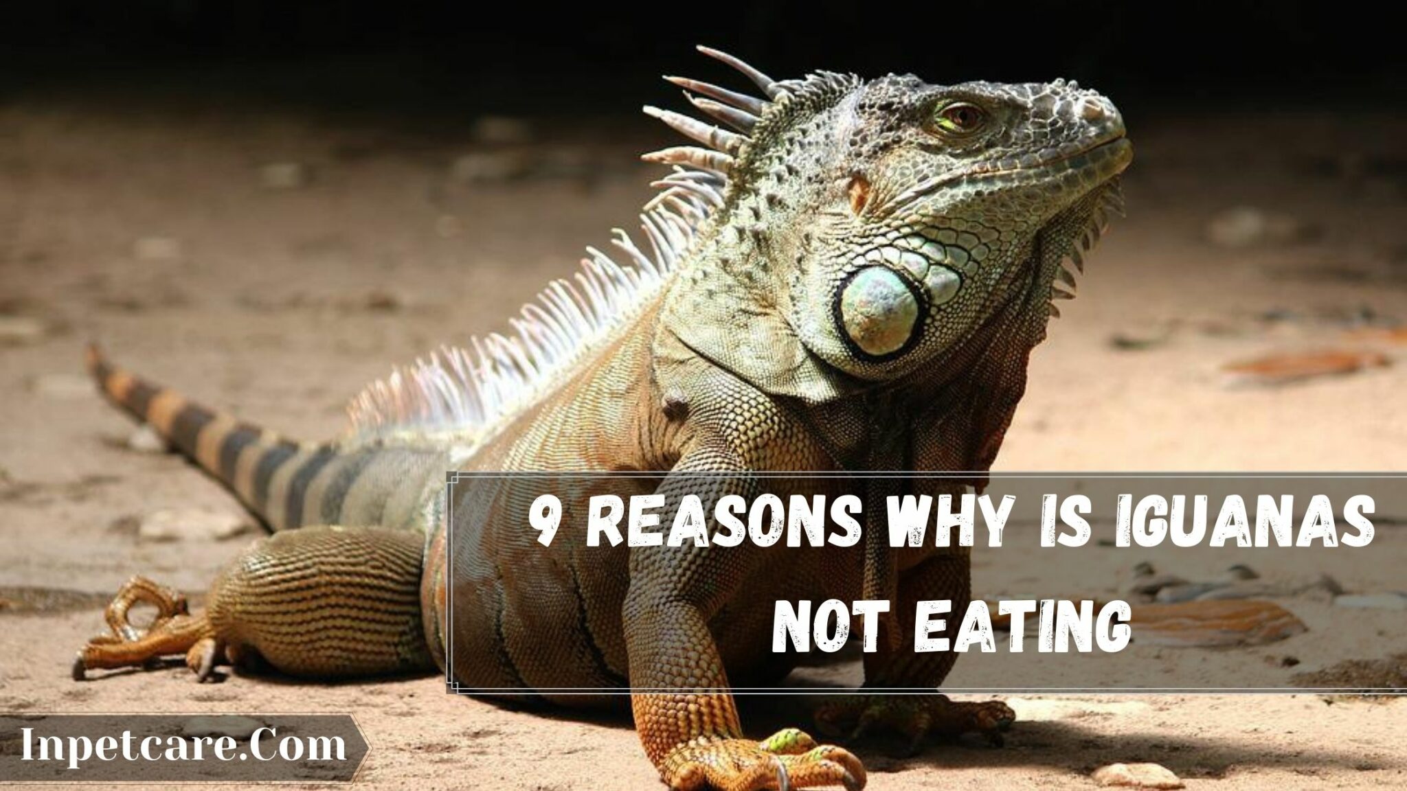 9 Strange Reasons Why Is My Iguana Not Eating