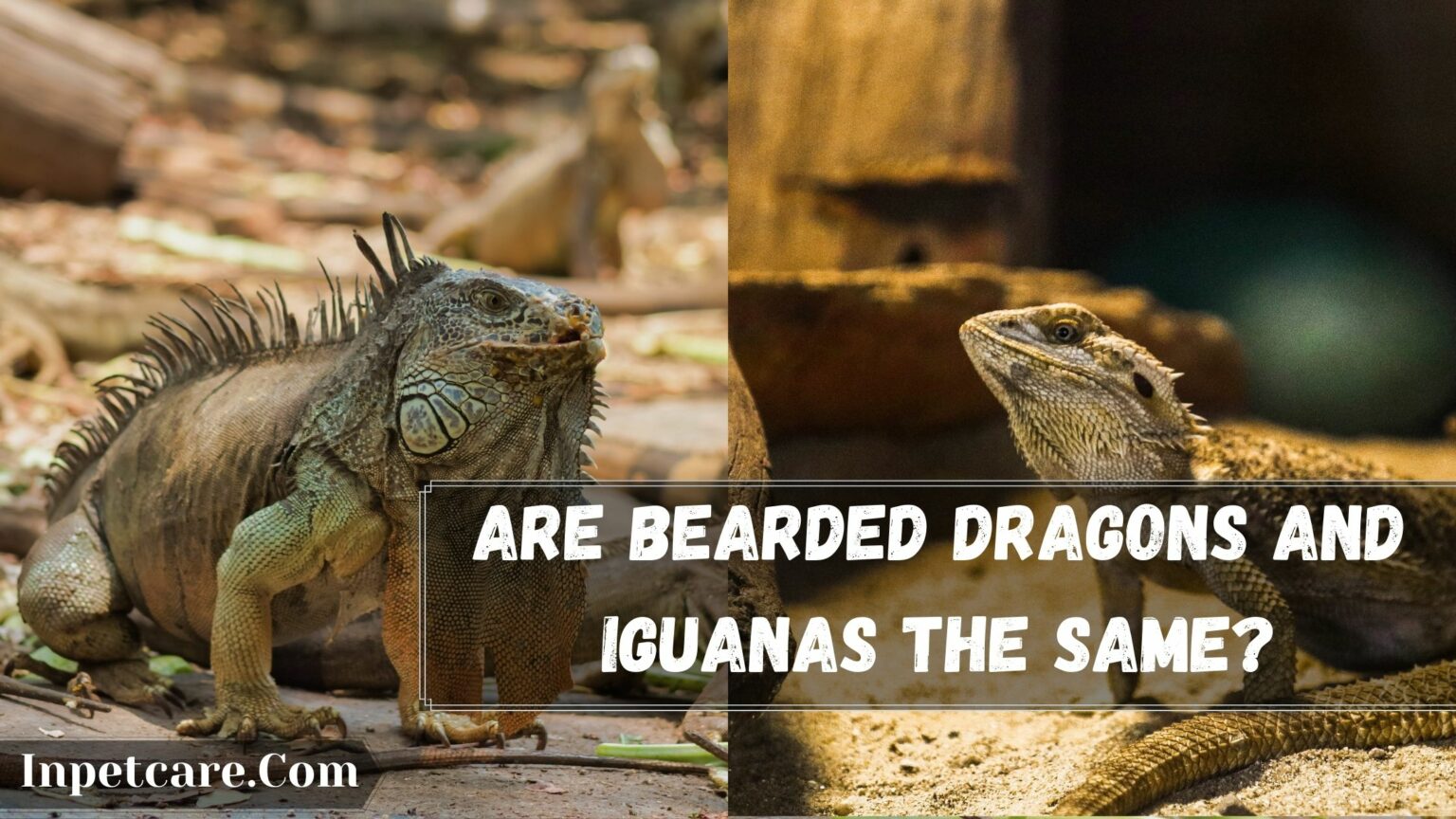 Are Bearded Dragons And Iguanas The Same?